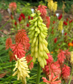 Kniphofia