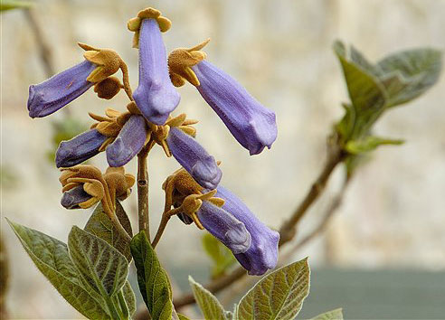 Paulownia